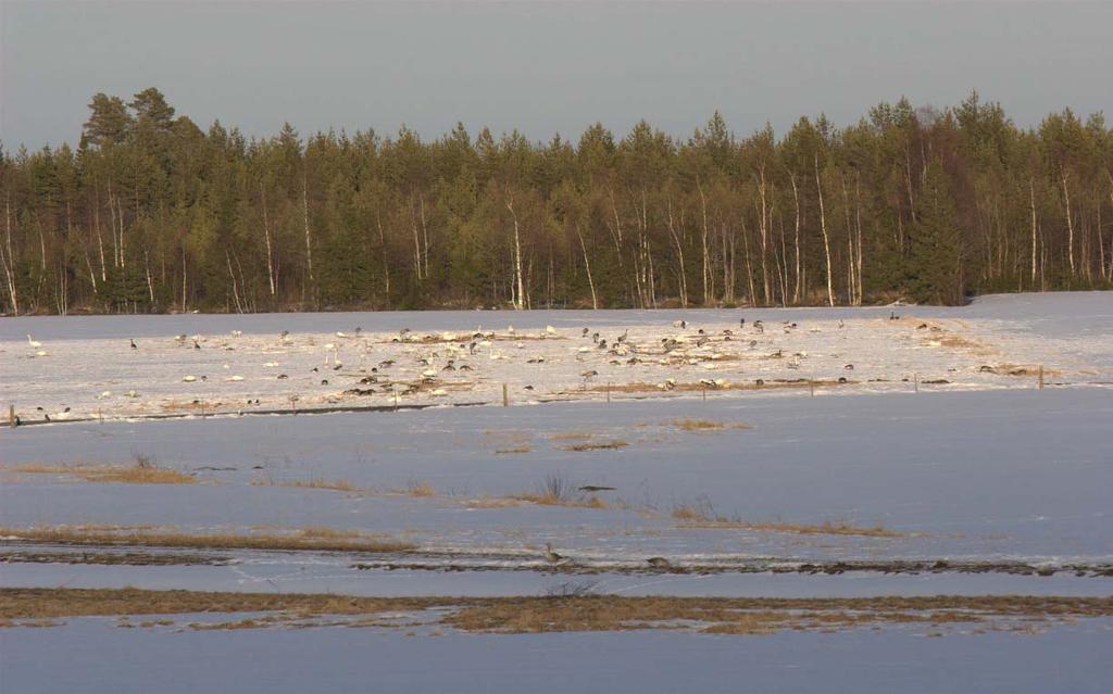 I början av säsongen nyttjas de oskördade fälten huvudsakligen av sångsvanar som anländer tidigt (Bild 11). Efterhand anländer även kanadagäss och grågäss.