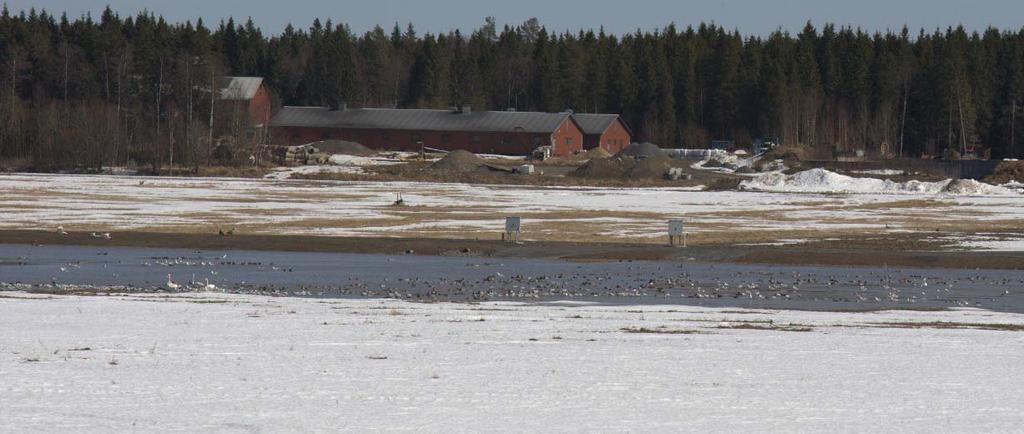 43 Bild 18. Efterhand som kompensationsdammarna vid Degernäs fylldes med vatten, attraherade de allt större antal gäss och svanar. Den 18 april 2009. Bild 19.