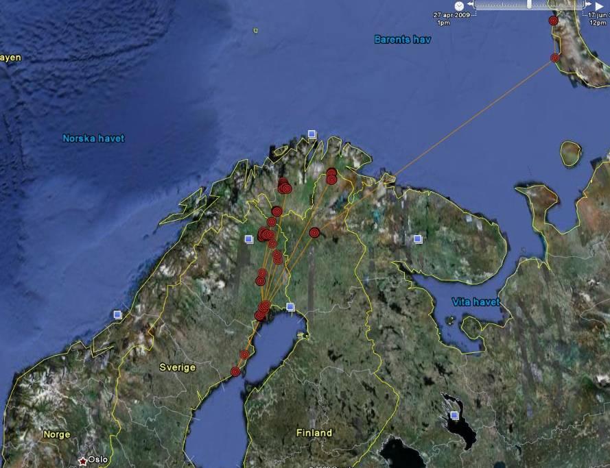 58 De satellitsändarmärkta sädgässens rörelser Sädgäss märkta 2008 Av de tre gäss som försågs med sändare 2008 flyttade två till häckningsområden kring Övre Sopporo, Norrbotten.