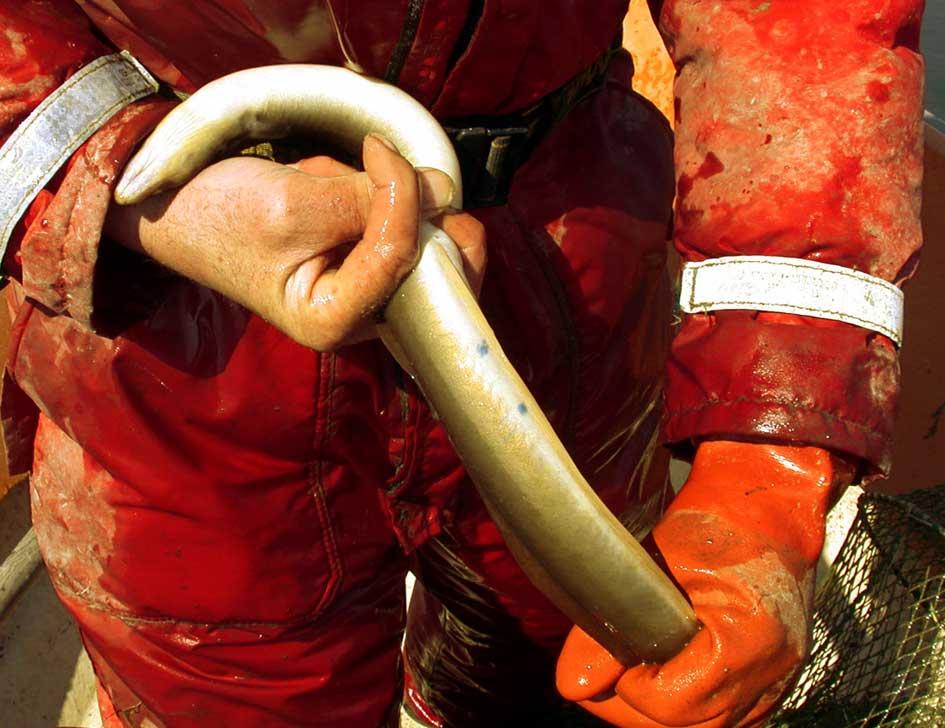 Den anlockade fiskens nedbetning av bottenfaunan kan i sin tur leda till födobrist och försämrad kondition hos vuxen fisk samt sämre överlevnad av fiskyngel.