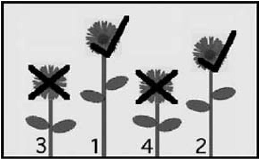 Bild 5. Till sist har vi nått själva evolutionen, 2.2.4 Evolution, där skapandet av nya individer sker.