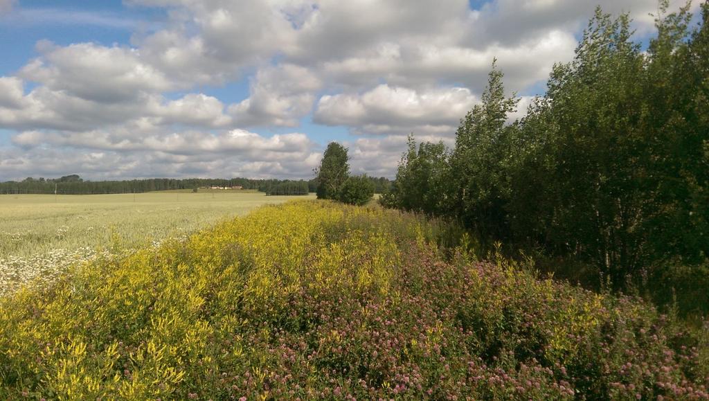 Örtzon, klöverarter samt