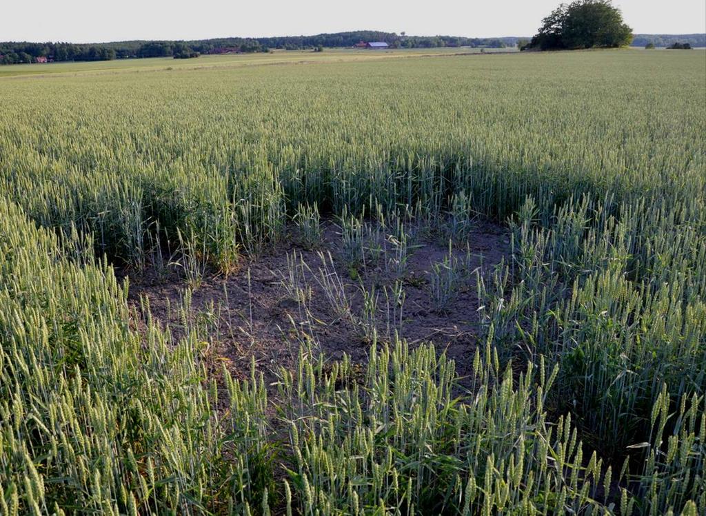 Åtgärd: Lärkrutor i höstvete sedan 2006 Födosök Upptorkning Ej boplats Stäng av såmaskinen 4-6 m = 20 m 2 osått Två rutor/ha