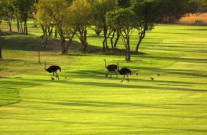 landet och hamnar på 6e plats över Sydafrikas Golf Digest lista över bästa golfbanor i landet.