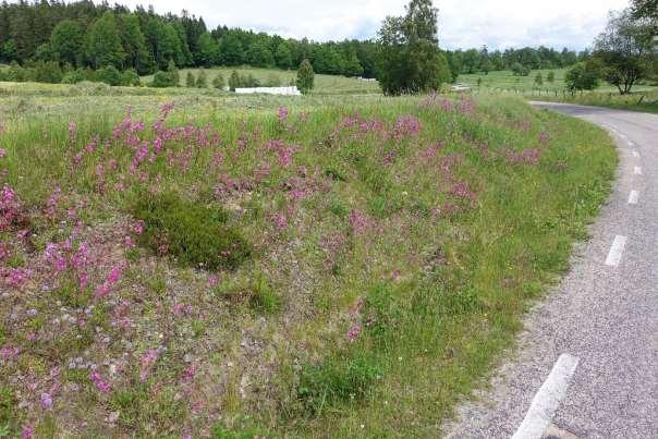 Artrik vägkant Bäckaholm väg O1552 vid Mjölstocka.