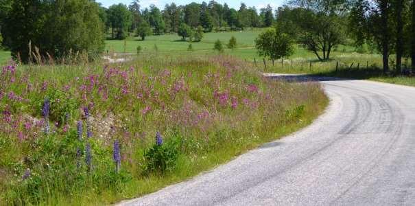 Figur 70. Den västra halvan av vägkanten sett mot öster den 1 juli.