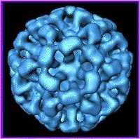Calicivirus - Mycket hög smittsamhet > 100 miljoner viruspartiklar/ml