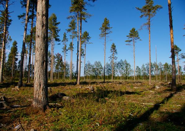 FSC gör nytta i Estlands skogar Foto: Indrek Talpsep. 2016 publicerade vi en studie som visar hur FSC-certifieringen bidrar till biologisk mångfald i Estlands skogar.