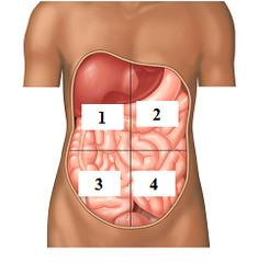 c. August mage undersöks. Beskriv vilka 4 delar som ingår i en undersökning av buken och namnge de 4 olika regionerna (2p).