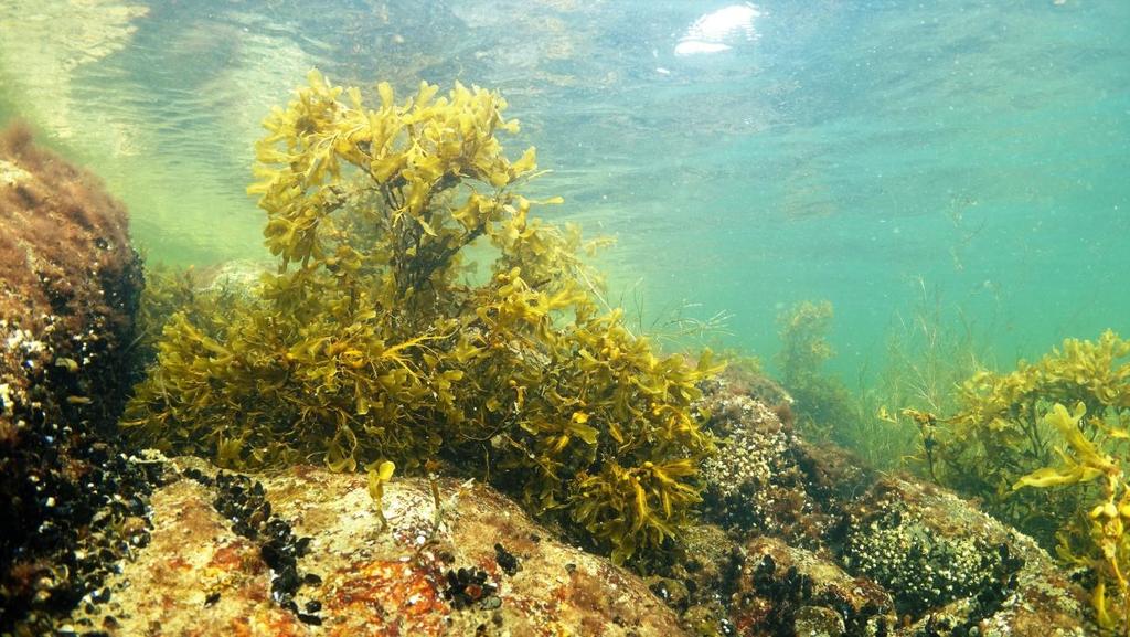 TROSA KOMMUN Kråmö naturreservat Sida 14(24) Ekoutskottet 2018-01-03 Tabell 1. Rödlistade arter, signalarter samt andra skyddsvärda arter registrerat i objektet.