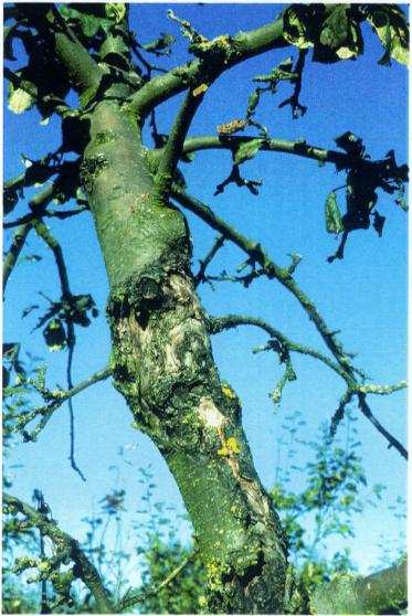 Fruktträds kräfta Nectria galligena (konidiestadium Cylindrocarpon heteronema) På grenarna uppstår först insjunkna sår, ofta med koncentriskt ordnade sprickor runt kanterna.