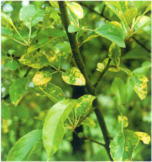 Virussjukdomar och liknande Äpplemosaik Apple mosaic virus (ApMV) en varierar i styrka beroende av äpplesort och virusstam. Bladen får gula prickar eller fläckar.
