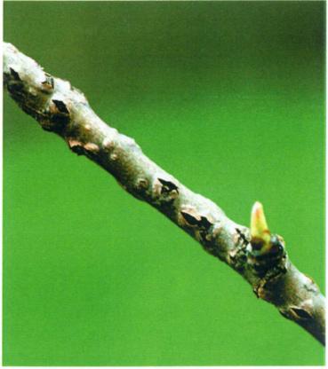 Fläckarna på blad, frukter och skott utgörs av svampens konidiestadium. Grenskorven spelar en mycket stor roll för övervintringen av päronskorv.