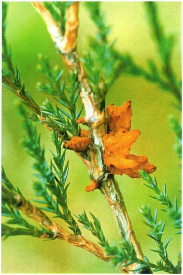 På angripna enar uppkommer på våren s.k. gelerost, i form av bruna geleartade tungor, på grenar och skott. Päronrost är en värdväxlande rostsvamp.