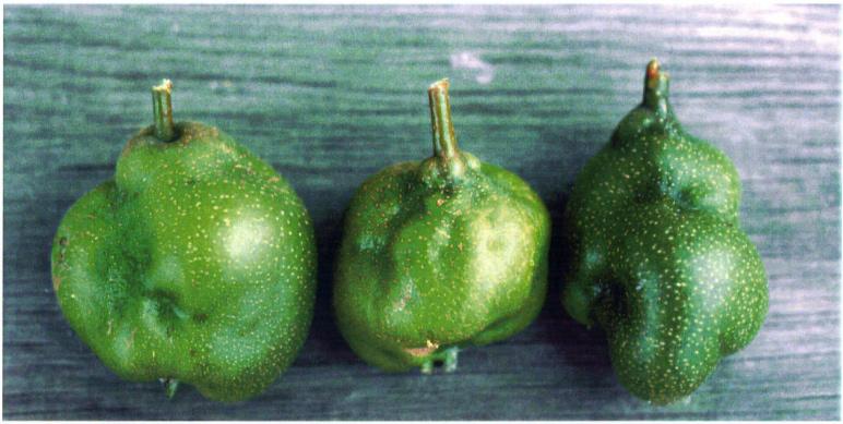 VIRUSSJUKDOMAR Stencellsjuka (Engelskt namn: stony pit) På frukterna syns först svagt insjunkna, mörkgröna fläckar eller ringar i fruktskalet.