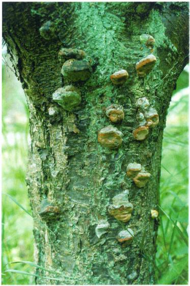 Plommonticka Phellinus pomaceus Enstaka grenar vissnar och så småningom dör trädet. På de angripna partierna kommer så småningom svampens fruktkroppar fram.