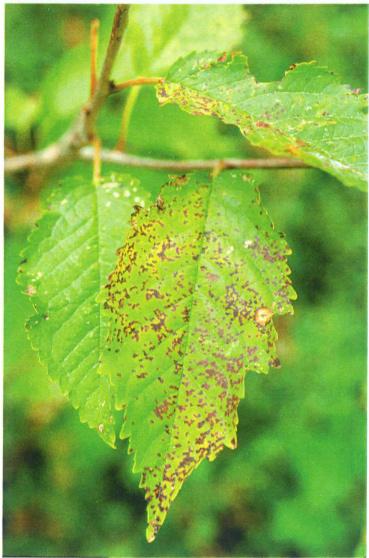 Körsbär SVAMPSJUKDOMAR Bladfläcksjuka Blumeriella jaapii (konidiestadium Phloeosporella padi) De första symptomen uppträder vanligen i juni/juli.