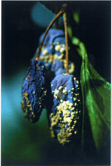 orsakade av äpplevecklare eller getinggnag. Svampen angriper mognande frukter genom sår. Konidierna sprids med regnstänk, vinden och med insekter.