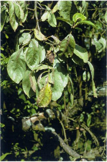 Silverglans Chondrostereum purpureum, purpurskinn Bladen får en egendomligt silveraktig glans, oftast först hos enstaka grenar.