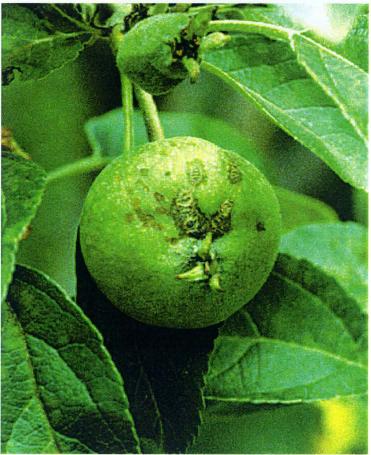 .. Apple SVAMPSJUKDOMAR Äpples korv Venturia inaequalis (konidiestadium Spilocaea pomi) På blad och frukter uppstår olivgröna till svarta fläckar bestående av svampens mycel och konidier.