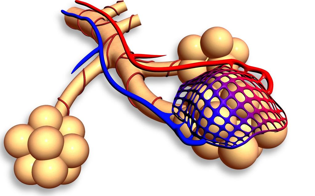 Lungblåsor (alveoler) Syre Blod