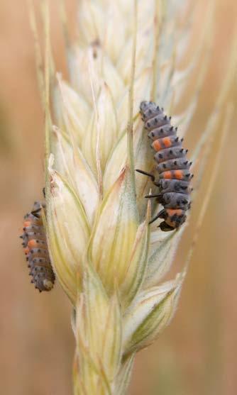 Naturliga fiender tål intensivt jordbruk Många insekter och spindlar i odlingslandskapet har anpassat sig till ett liv på åkrar.