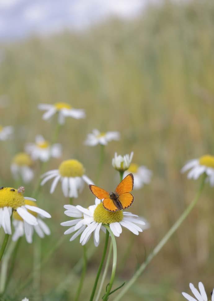 Foto: Camilla Winqvist I en svensk studie har man sett att artrikedomen av fjärilar och vilda växter ökade snabbt vid en