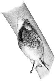 naturtypen är speciell för Norrlandskusten, betingad av den här snabba landhöjningen, varför några representativa objekt bör naturskyddas.