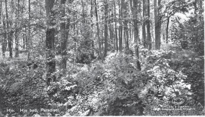 Foto från Nya parken från början av 1900-talet. Plantorna sattes mycket tätt vid de ursprungliga planteringarna och därefter gallrades efterhand. eller schakter.
