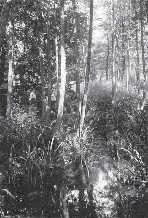 Tidigare utseende 70 Sternemann lät plantera 20 exemplar av strutbräken invid bäcken som sedan gick under benämningen Ormbunksbäcken.
