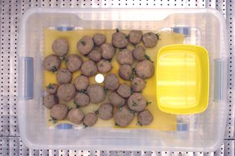 Biotronstudier 2003 användes sorterna Bintje och Prevalent medan Kardal har använts. Två typer av småplantor har odlats fram och använts.