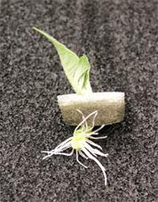 Sticklingar klipptes ifrån moderplantor och planterades i odlingsenheter så att skumplastrondellen skiljde av sticklingen i en skottdel och en blivande rotdel, figur 4.