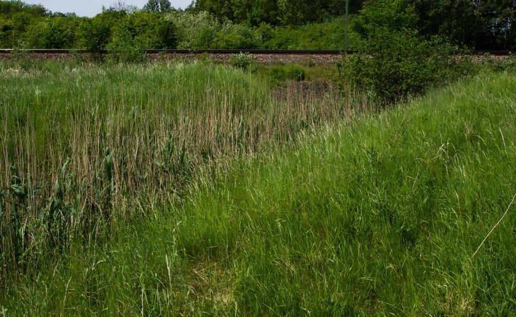 Objektet saknar betydelse som leklokal för groddjur. 5 Objekt 5. Dike med (vid inventeringstillfället) stillastående vatten. Löper under järnvägen, från väster till öster, strax norr om Rögle by.