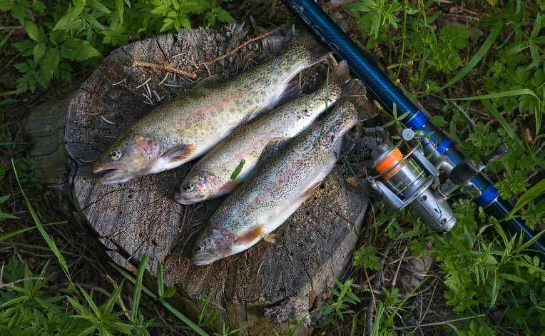 FISKE FÖR GRUPPER I Kosta finns det gott om fina fiskevatten som lämpar sig för regnbågsforell, gädda och gös.