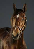 8 d u g Dyhrberg Svend (Leonhrdt Henning) Bergh R / - / 9, g TIFFANY STARS (SI) :,mbr. s. e Persugill - 8: -- : -- Tot: -- Tf Str Vit e At Str L.
