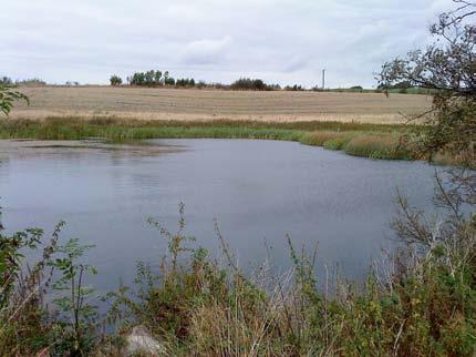 Dammen hade 2009 en mycket speciell makrofytflora med, förutom spetsnate, även riklig förekomst av kransslinga och näckmossa, som båda är mycket ovanliga i anlagda våtmarker i Sydvästskåne.