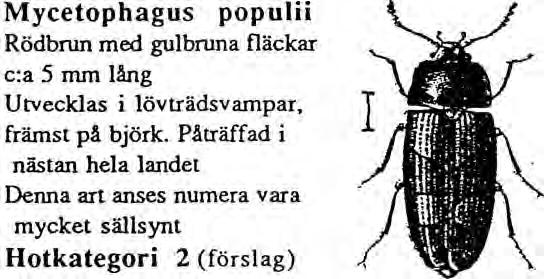 Platycis minuta. "Ljusklubbad Rödvingebagge". Förekommer i större delen av landet, Sällsynt art i riket men tämligen allmän lokalt i östra Sörmland, utvecklas i främst svampangripna björkar.