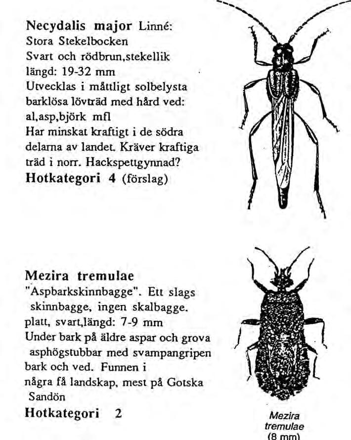 Förekommer i nästan alla landskap och är tämligen allmän lokalt i Östra Sörmland. Lever i svampangripen ved, främst gran och tall. Bra indikator på "gammel-skog". Thanasimus femoralis.