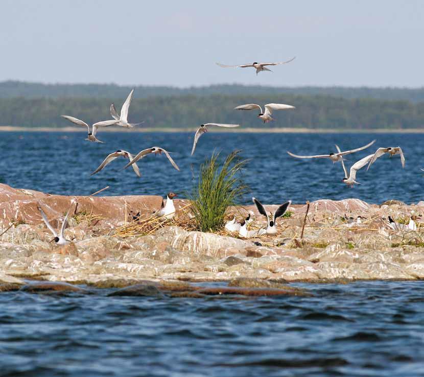 Vänerns fågelskär