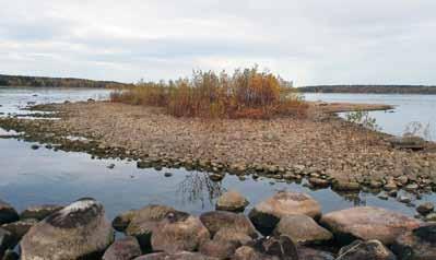 2 Vad har vi lärt av sexton års övervakning i Vänern? Vad har vi lärt av sexton års övervakning i Vänern? Figur 2. Igenväxande fågelskär. Skäret slyröjdes tre år tidigare men behöver underhållsröjas.