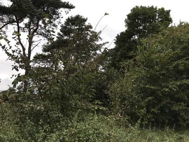 36. Skog vid Kraftstationen sgrupp Visst naturvärde - naturvärdesklass 4 Boreal skog Tallskog känd förekomst Natura 2000 : Icke Naturanaturtyp Tallskog med underväxande ädellöv.
