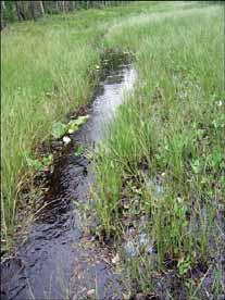 103: Ätran Holmabäcken Genomförda inventeringar Naturcentrum 2004/2005 Provsträcka 6 Holmabäcken rinner genom våtmark Omgivning kring Holmabäcken Förekomst av flodpärlmussla En 100 m-sträcka