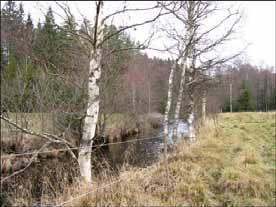 105: Viskan Ljungaån Naturcentrum 2004/2005 Provsträcka 17 Startpunkt Slutpunkt Förekomst av flodpärlmussla En 100 m-sträcka inventerades 2004-09-27.