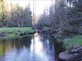 lst.se). Genomförda inventeringar Naturcentrum 2004/2005 Provsträcka 23 Förekomst av flodpärlmussla En 100 m-sträcka inventerades 2004-09-17. Antalet flodpärlmusslor noterades till 32 stycken.