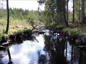 Skog hade avverkats intill bäcken och maskinen hade kört över ån. Henriksson 1991 Enligt Henriksson skedde inventering av Ringsbäcken 1990 och två musslor hittades.