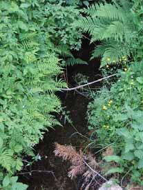 105: Viskan Roasjöbäcken Genomförda inventeringar i Roasjöbäcken Naturcentrum 2004/2005 Provsträcka 34 Bäcken är vid provsträckan mycket grund och smal.