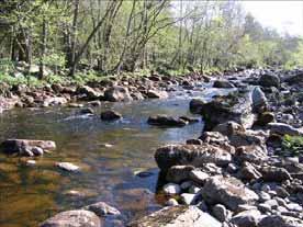 106: Rolfsån Storån Genomförda inventeringar i Storån Naturcentrum 2004/2005 Provsträcka 54 Förekomst av flodpärlmussla En 100 m-sträcka inventerades 2004-10-13.