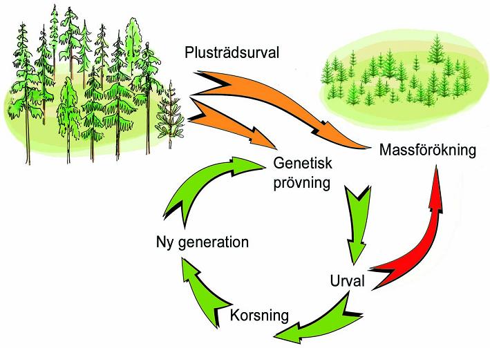 1. Definition av förädlat material Med förädlat material avses skogsodlingsmaterial som genom selektion och testning besitter en genetisk överlägsenhet över ortens proveniens (Figur 1).