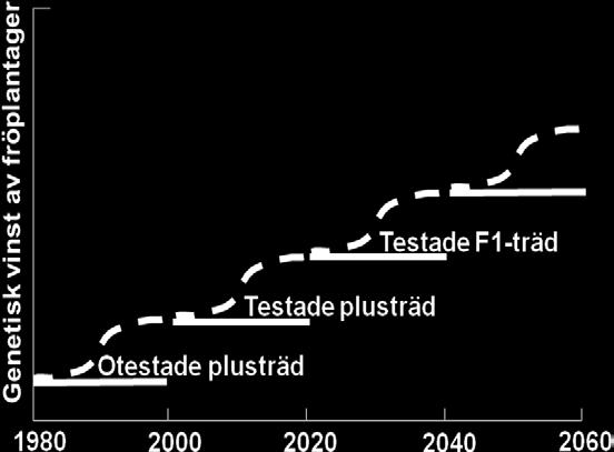 serierna är slutsatsen att nordförflyttad gran får en ökad produktion. Detta kan förklaras dels med den senare skottskjutningen som medför en mindre risk för skador av försommarfrost, och dels p.g.a. att den utnyttjar den längre tillväxtsäsongen på sensommaren.