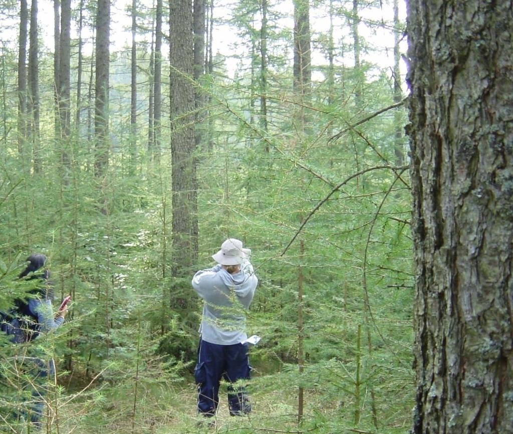 Bild 3. Naturlig (spontan) föryngring i ett av det äldre hybridlärkbestånd som finns dokumenterat. Beståndet växer i Tönnersjöhedens försökspark och var vid fotograferingstillfället 45 år gammalt.